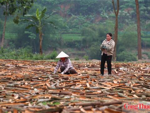 UKVFTA thúc đẩy hệ sinh thái phát triển bền vững từ ngành gỗ