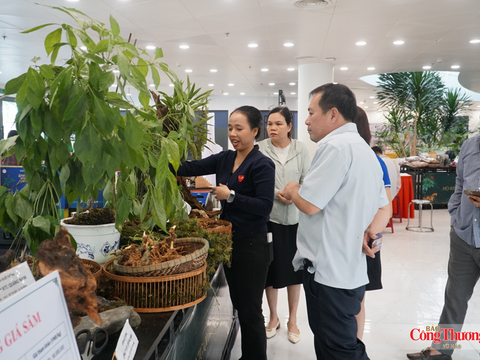 Lễ hội Sâm Ngọc Linh và Dược liệu 2026: Kết quả thương mại ấn tượng