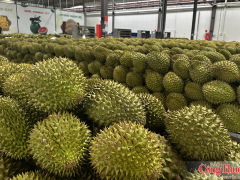 Mã số vùng trồng: Cấp dễ hơn, quản chặt hơn