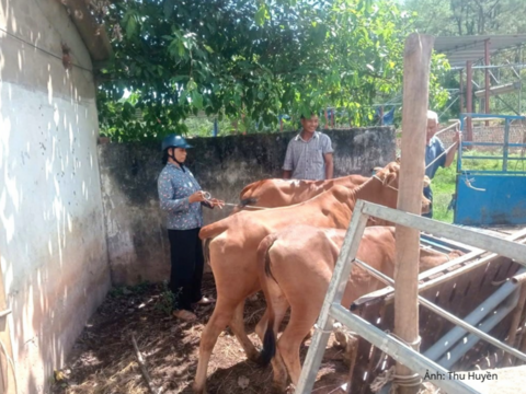 Khai thác hiệu quả lợi thế vật nuôi, góp sức giảm nghèo bền vững ở miền Tây Nghệ An