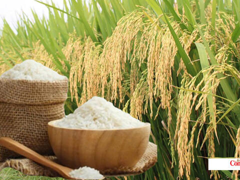 Giá lúa gạo hôm nay ngày 11/8/2026: Gạo nguyên liệu xuất khẩu tăng