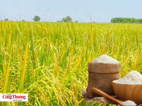 Giá lúa gạo hôm nay ngày 13/8/2026: Gạo xuất khẩu tăng