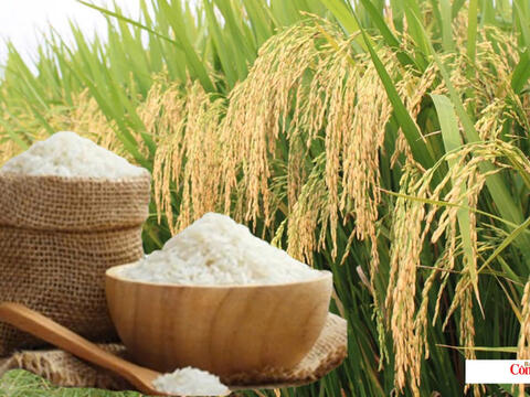 Giá lúa gạo hôm nay ngày 30/10/2026: Giá lúa tươi biến động