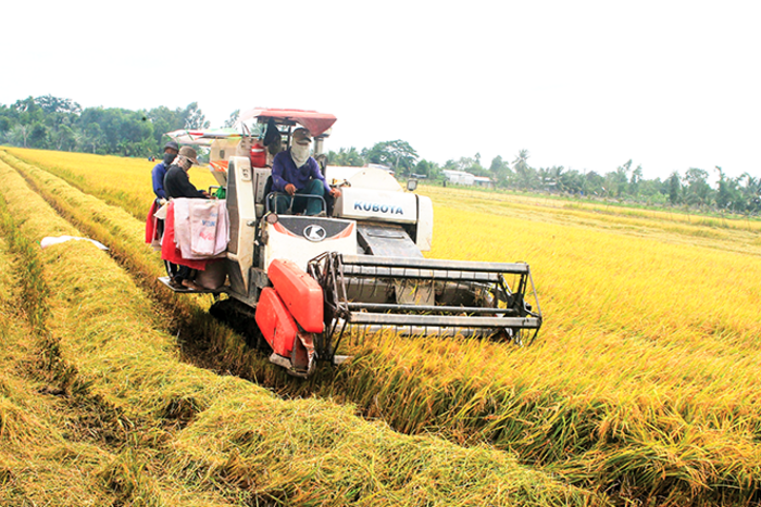 Giá trị sản xuất khu vực nông, lâm nghiệp và thủy sản của xã Đông Hiệp được hơn 595,2 tỉ đồng  