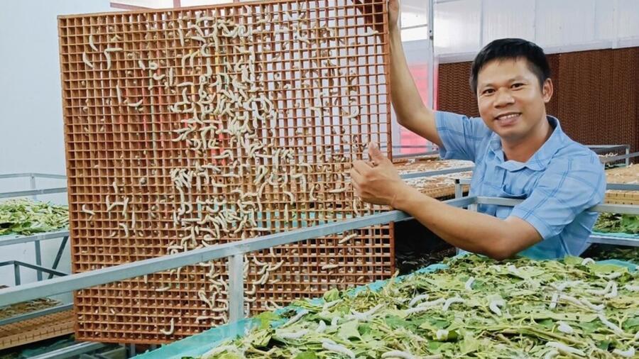Nuôi tằm trong phòng lạnh giúp nông dân Hà Tĩnh tăng sản lượng gấp 3 lần