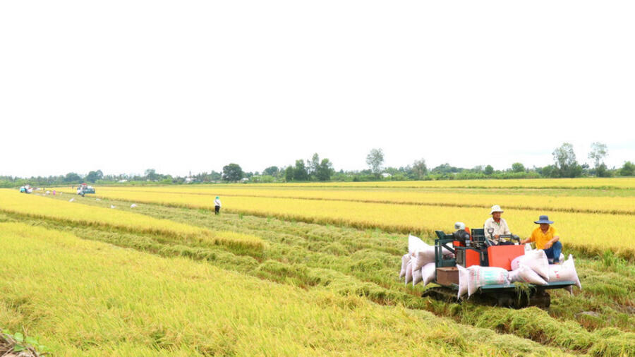 Đề án 1 triệu ha lúa chất lượng cao: Cơ hội tăng thu nhập cho nông dân miền Tây