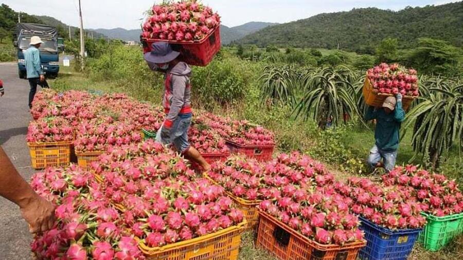 Khẩn trương gỡ vướng cho thanh long, hồ tiêu xuất khẩu sang EU