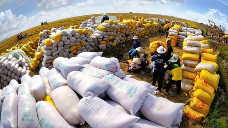 Giữ vững vị thế gạo Việt: Thủ tướng yêu cầu giải pháp lâu dài