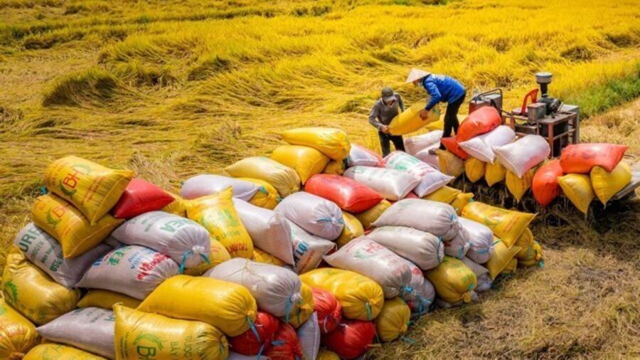 Duy trì đà xuất khẩu, gạo Việt khẳng định lợi thế nhờ chất lượng