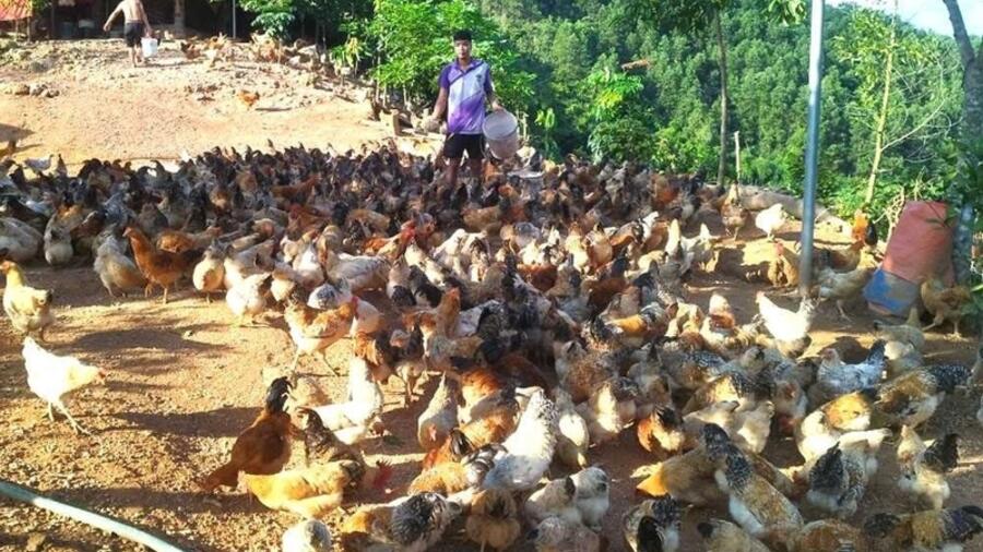 Những nương chè đánh thức sinh kế mới cho đồng bào dân tộc miền núi