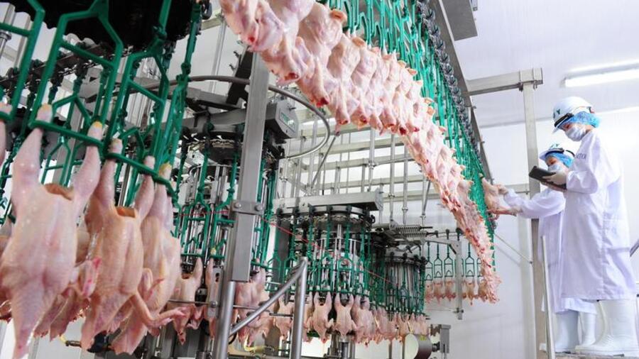 Xuất khẩu sản phẩm chăn nuôi Việt Nam dự kiến vượt 600 triệu USD