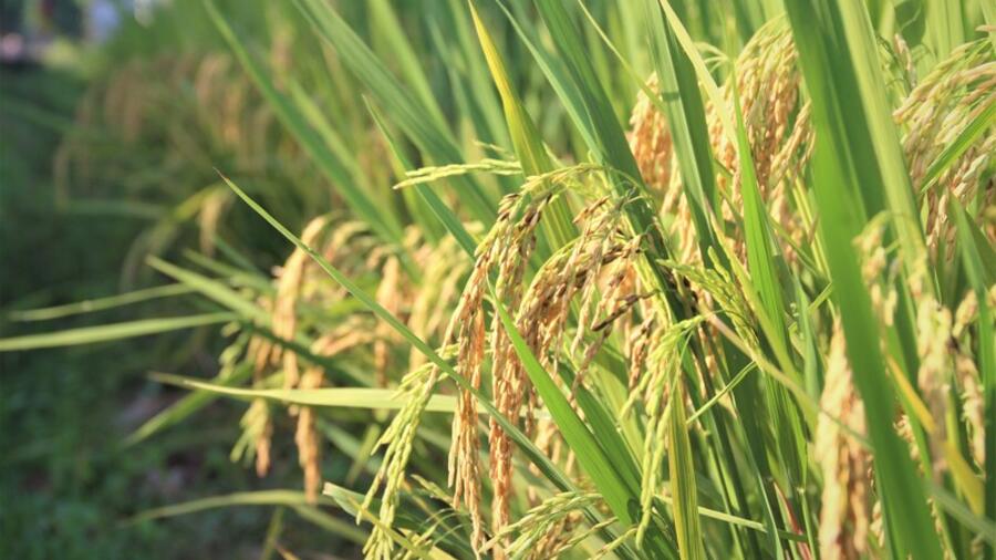 'Hộ chiếu xanh' mở đường nâng tầm hạt gạo Việt