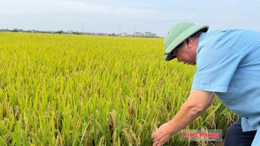 Giữ giá lúa để giữ giá trị hạt gạo Việt