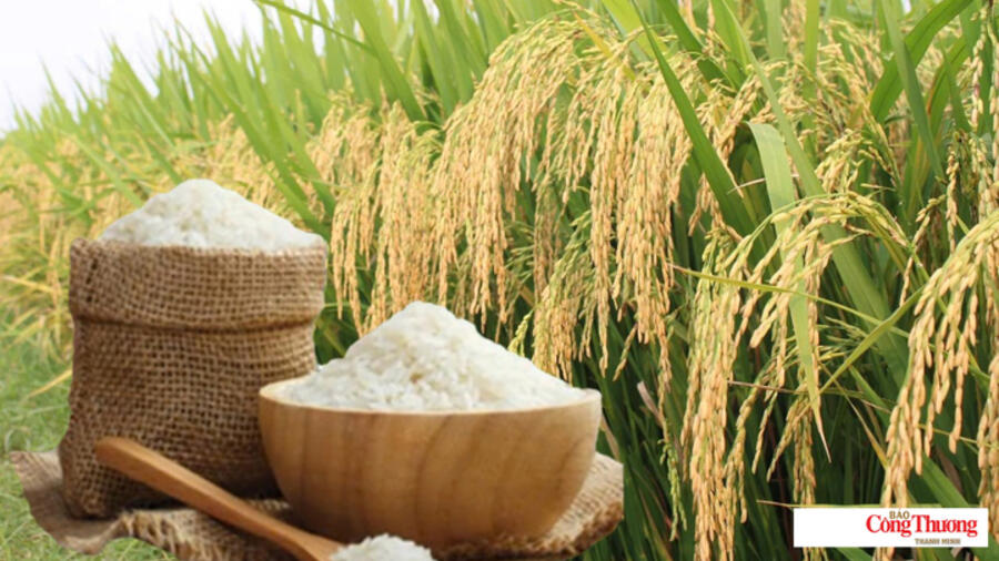 Giá lúa gạo hôm nay ngày 2/10/2026: Lúa tươi biến động trái chiều
