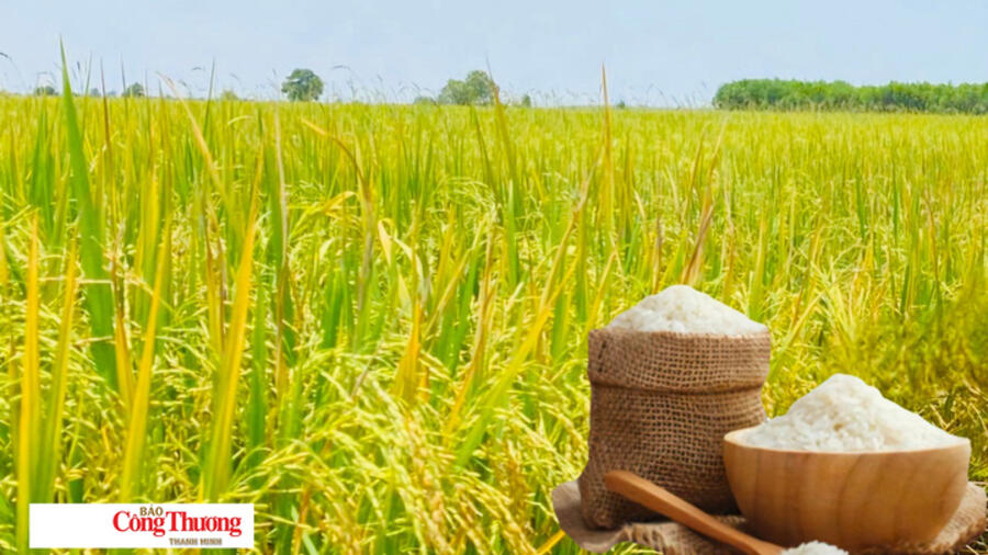 Giá lúa gạo hôm nay ngày 6/10/2026: Giá lúa tươi đồng loạt tăng