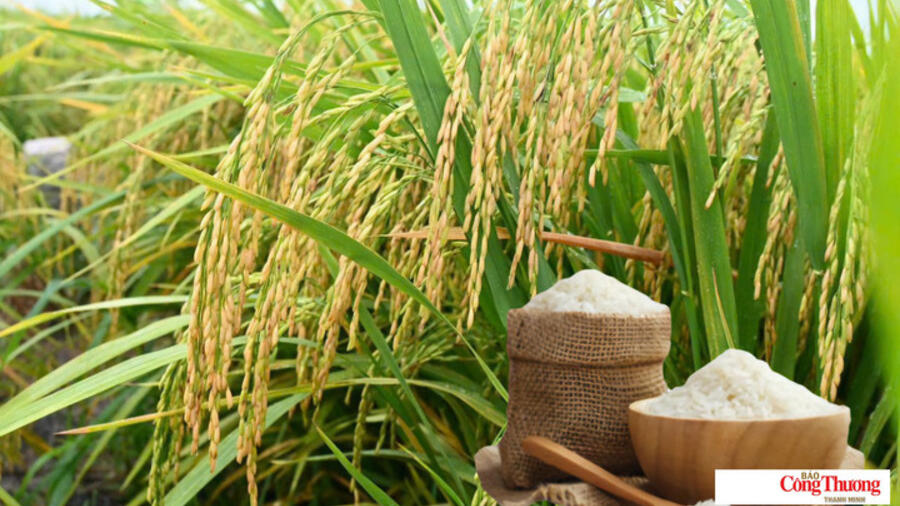 Giá lúa gạo hôm nay ngày 12/10/2026: Giá lúa tươi tăng nhẹ