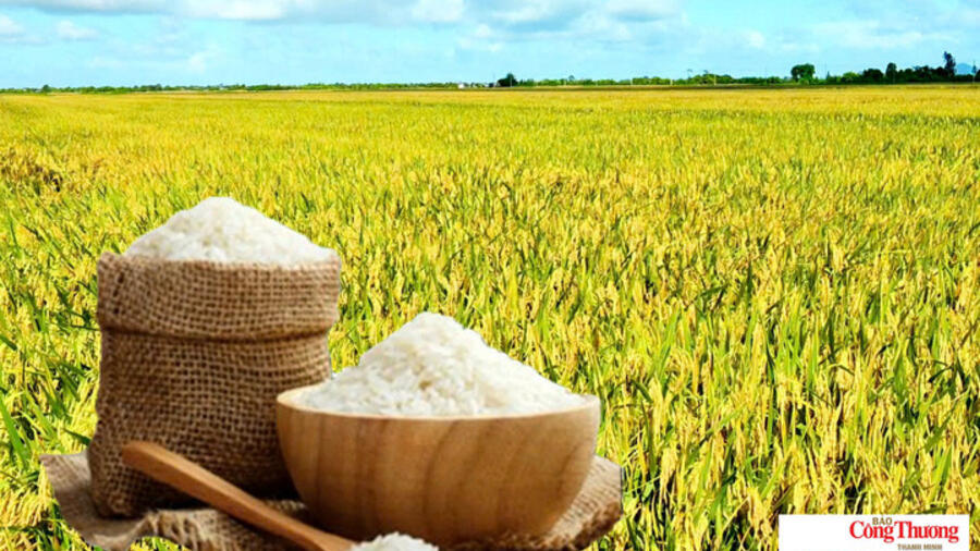 Giá lúa gạo hôm nay ngày 14/10/2026: Gạo thơm Jasmine tăng 500 đồng/kg