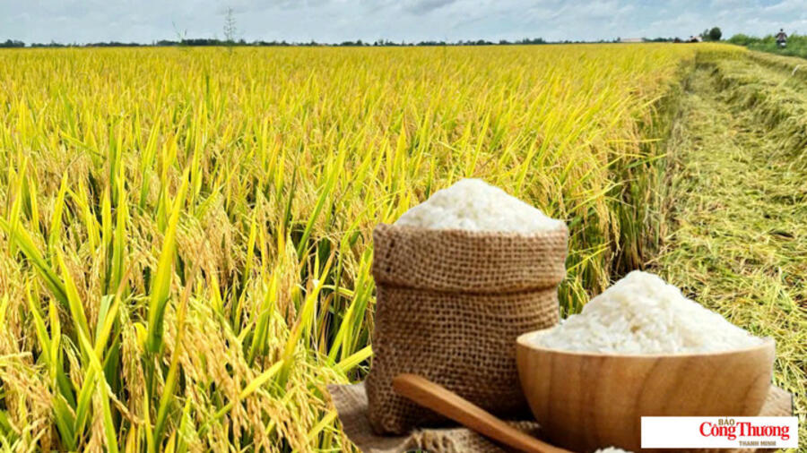 Giá lúa gạo hôm nay ngày 15/10/2026: Giá lúa tươi biến động