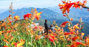 Tháng 9, Sa Pa đẹp nao lòng, ruộng bậc thang chuyển màu kỳ diệu, những triền hoa rực rỡ sắc màu