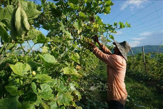 Gia Lai chuyển đổi sản xuất thích ứng với tình hình dịch hình ảnh 1 Gia Lai chuyen doi san xuat thich ung voi tinh hinh dich hinh anh 1