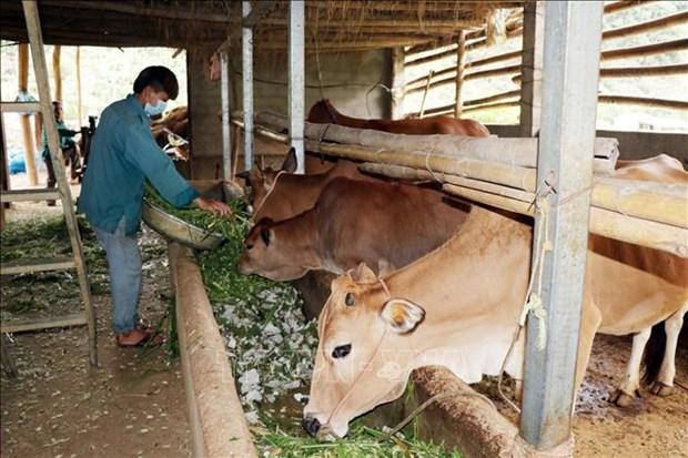 Điện Biên phát triển chăn nuôi gia súc ăn cỏ theo hướng hàng hóa hình ảnh 1 Dien Bien phat trien chan nuoi gia suc an co theo huong hang hoa hinh anh 1