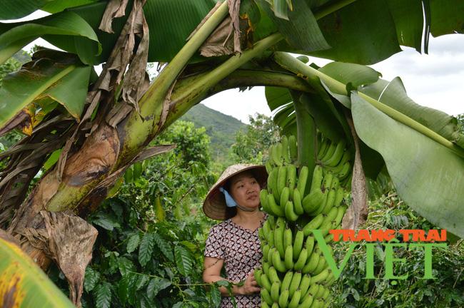 Nông thôn Tây Bắc: Làm giàu từ mô hình kinh tế tổng hợp ở Mường Ảng - Ảnh 3.
