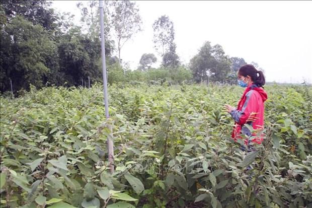 Quảng Trị phát triển cây dược liệu tiềm năng hình ảnh 1 Quang Tri phat trien cay duoc lieu tiem nang hinh anh 1