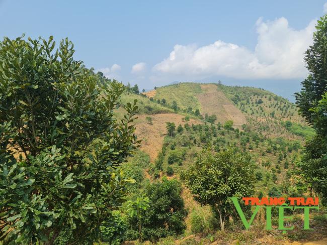 Nông thôn Tây Bắc: Triển vọng cho phát triển cây Mắc ca ở Tuần Giáo - Ảnh 1. Nông thôn Tây Bắc: Triển vọng cho phát triển cây Mắc ca ở Tuần Giáo - Ảnh 1.