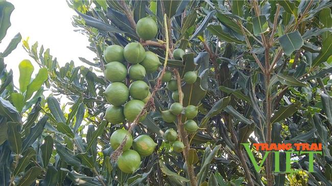 Nông thôn Tây Bắc: Triển vọng cho phát triển cây Mắc ca ở Tuần Giáo - Ảnh 3. Nông thôn Tây Bắc: Triển vọng cho phát triển cây Mắc ca ở Tuần Giáo - Ảnh 3.