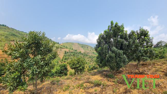 Nông thôn Tây Bắc: Triển vọng cho phát triển cây Mắc ca ở Tuần Giáo - Ảnh 5. Nông thôn Tây Bắc: Triển vọng cho phát triển cây Mắc ca ở Tuần Giáo - Ảnh 5.