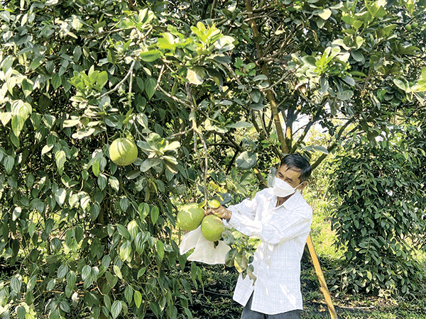 Ô Môn hỗ trợ nhà nông sản xuất theo hướng chất lượng cao 