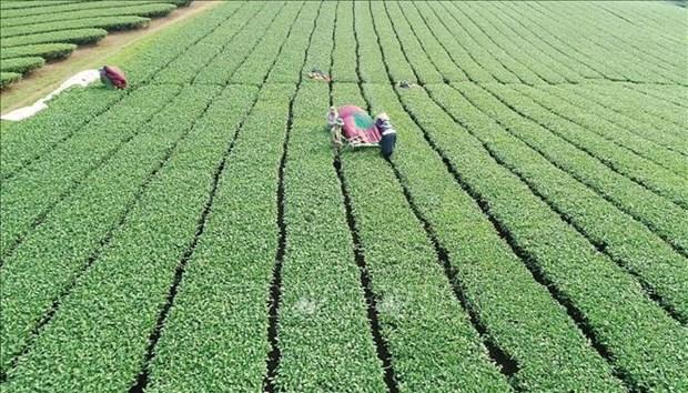 Xây dựng vùng sản xuất chè ứng dụng công nghệ cao Mộc Châu hình ảnh 1 Xay dung vung san xuat che ung dung cong nghe cao Moc Chau hinh anh 1