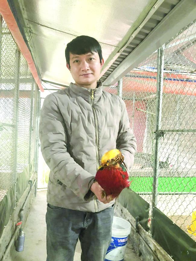 tat/Trai Tày nuôi khổng tước, thành công vượt khỏi cao nguyên đá - Ảnh 1. tat/Trai Tày nuôi khổng tước, thành công vượt khỏi cao nguyên đá - Ảnh 1.
