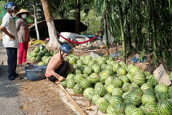 Giá dưa hấu giảm mạnh 