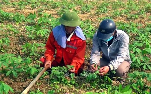 Nghệ An có trên 3.600 ha sắn nhiễm bệnh khảm lá hình ảnh 3 Nghe An co tren 3.600 ha san nhiem benh kham la hinh anh 3