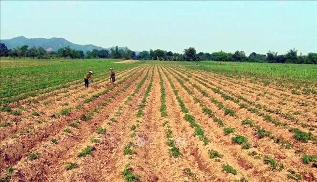 Nghệ An có trên 3.600 ha sắn nhiễm bệnh khảm lá hình ảnh 2 Nghe An co tren 3.600 ha san nhiem benh kham la hinh anh 2