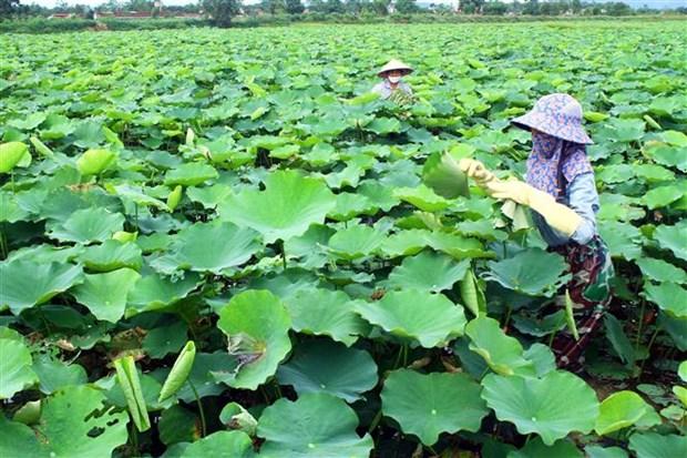 Phát triển cây sen thành sản phẩm đặc trưng trên quê hương Bác hình ảnh 1 Phat trien cay sen thanh san pham dac trung tren que huong Bac hinh anh 1