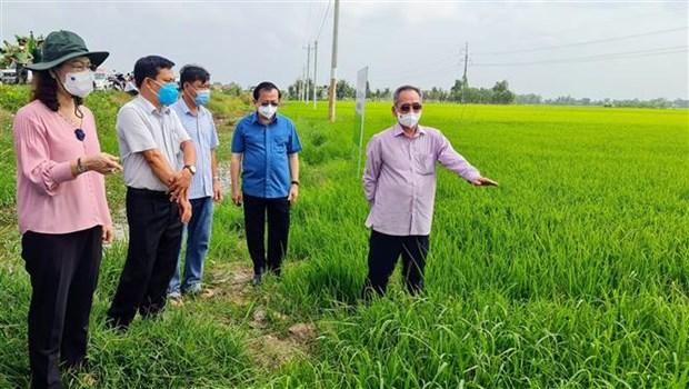Bac Lieu nhan rong san xuat nong nghiep theo huong huu co hinh anh 3
