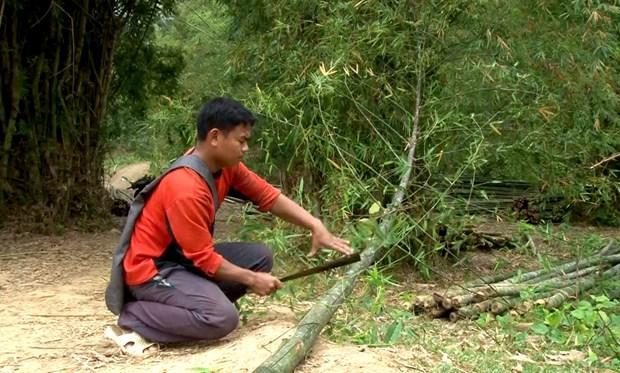 Tre met - Loai cay "da dung” giup dong bao vung nui Nghe An thoat ngheo hinh anh 1