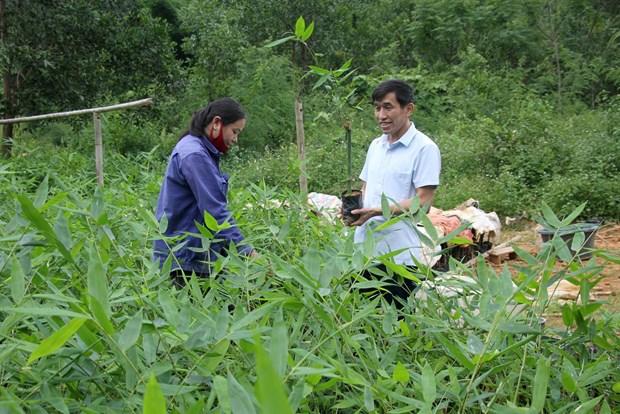 Tre met - Loai cay "da dung” giup dong bao vung nui Nghe An thoat ngheo hinh anh 5