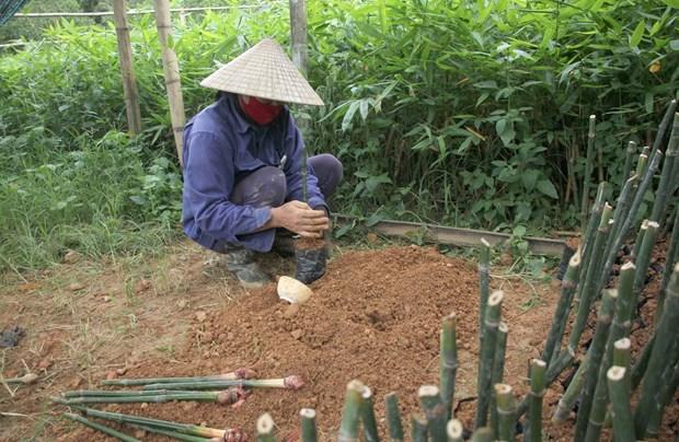 Tre met - Loai cay "da dung” giup dong bao vung nui Nghe An thoat ngheo hinh anh 4