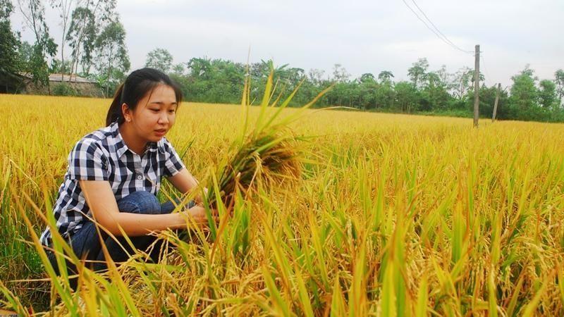 Tiền Giang xây dựng thương hiệu gạo Gò Công - Ảnh 1.
