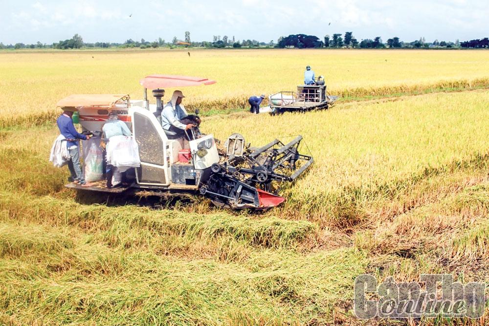 Thới Lai tháo gỡ khó khăn, tiếp tục duy trì tăng trưởng