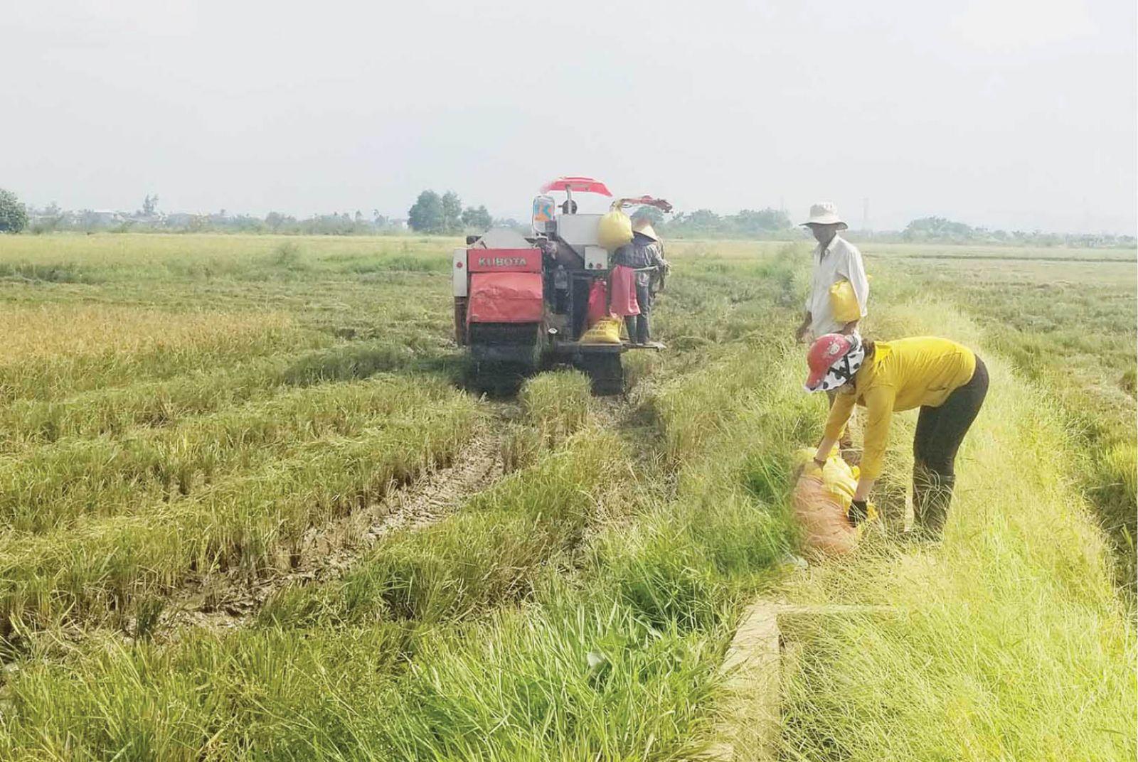 Năng suất, giá lúa thấp: Nông dân thua lỗ
