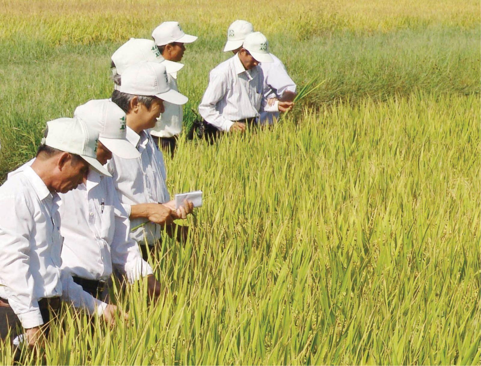 Năng suất, giá lúa thấp: Nông dân thua lỗ