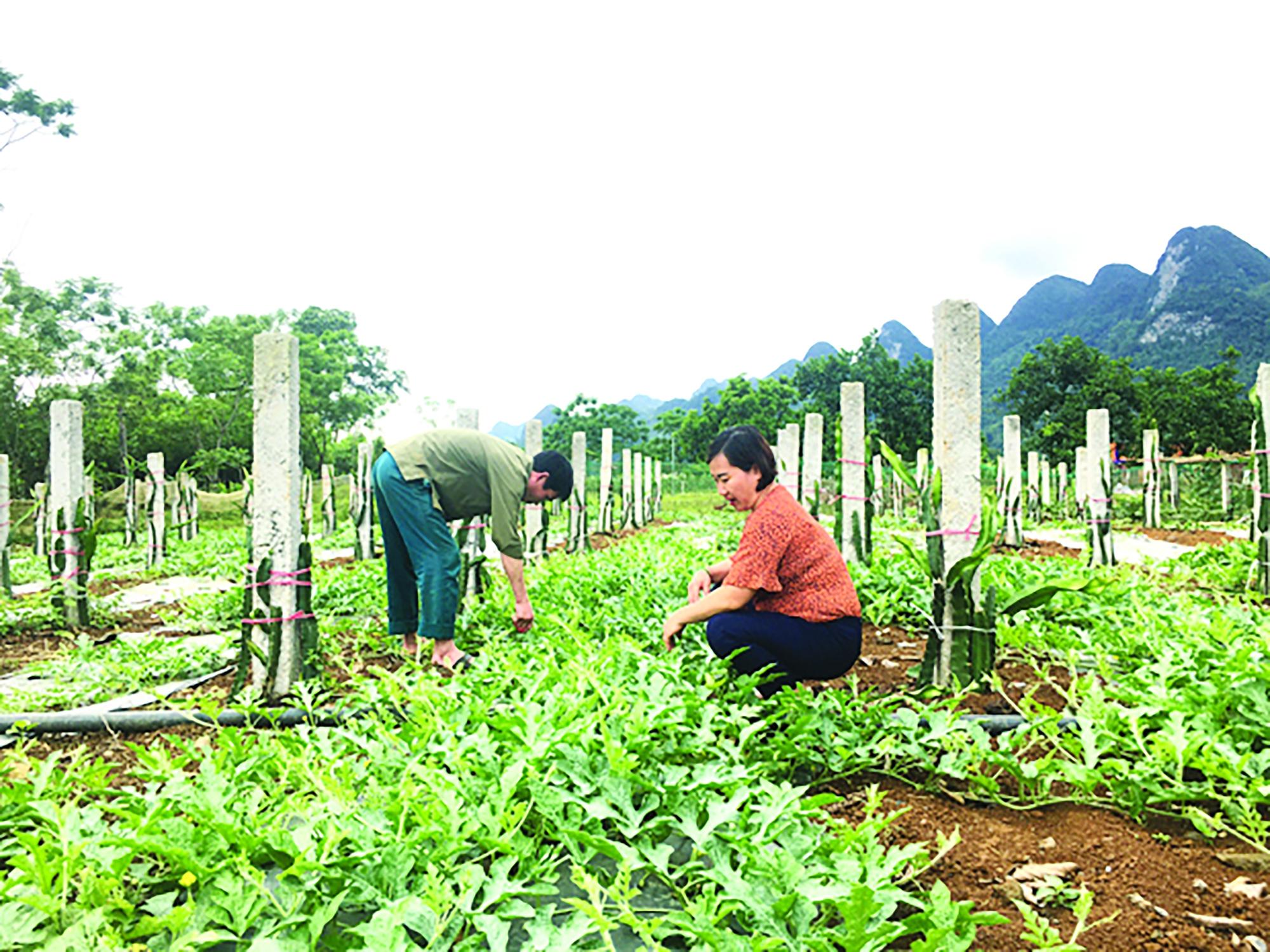 Xã Phong Quang phát động làm đường bê tông xây dựng nông thôn mới gắn với cải tạo vườn tạp - Ảnh 2. Xã Phong Quang phát động làm đường bê tông xây dựng nông thôn mới gắn với cải tạo vườn tạp - Ảnh 2.