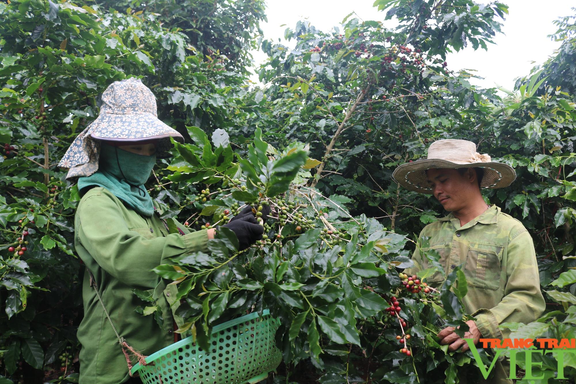 Cà phê vùng cao Sơn La được giá, nông dân phấn khởi - Ảnh 3. Cà phê vùng cao Sơn La được giá, nông dân phấn khởi - Ảnh 3.