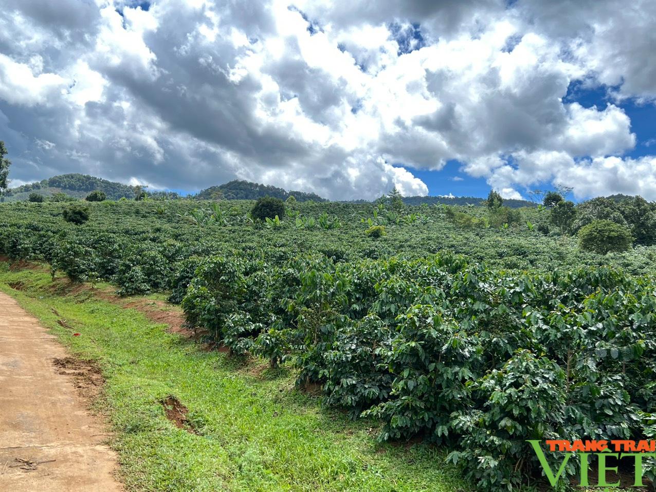 Cà phê vùng cao Sơn La được giá, nông dân phấn khởi - Ảnh 5. Cà phê vùng cao Sơn La được giá, nông dân phấn khởi - Ảnh 5.