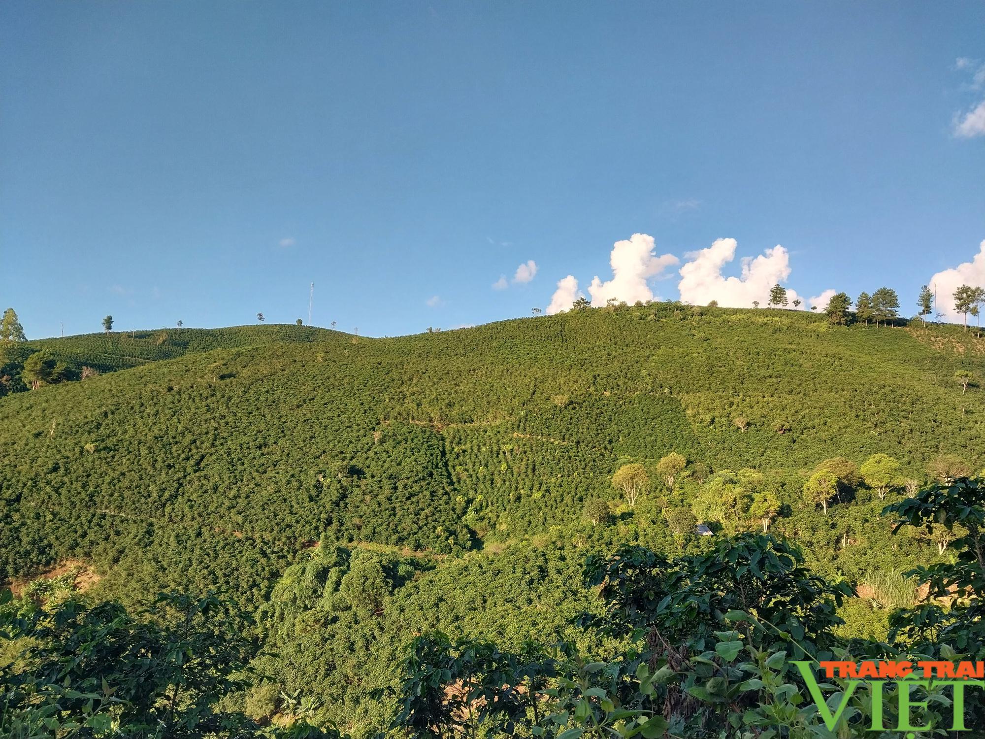 Cà phê vùng cao Sơn La được giá, nông dân phấn khởi - Ảnh 2. Cà phê vùng cao Sơn La được giá, nông dân phấn khởi - Ảnh 2.