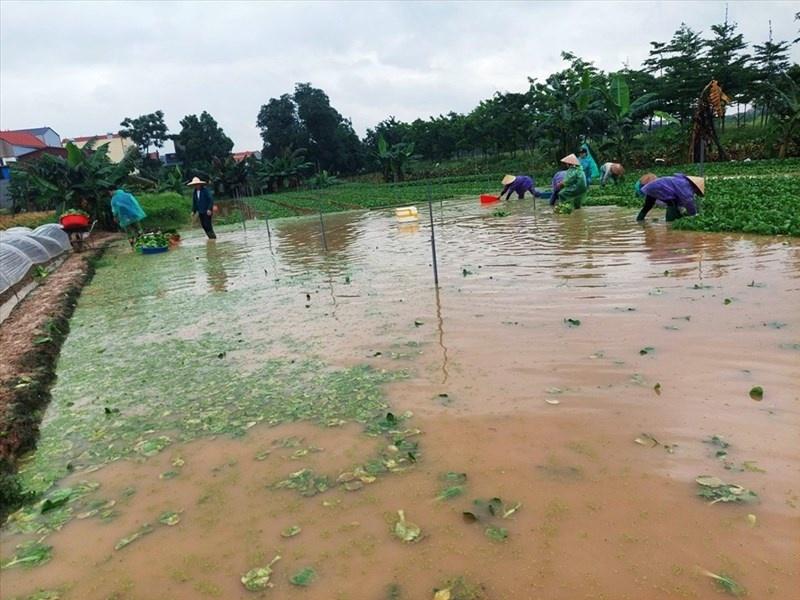 Bảo hiểm nông nghiệp: Bàn nhiều nhưng vẫn rất xa vời - Ảnh 1. Bảo hiểm nông nghiệp: Bàn nhiều nhưng vẫn rất xa vời - Ảnh 1.